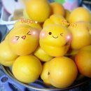 살구꽃핀마을은 이미지