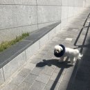 산호애견미용실 | 금천 24시 k 동물의료센터 믿을맏한 병원 이용 후기