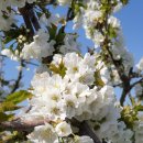 별이&체리 이미지