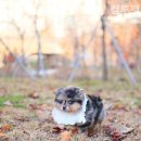 강아지분양 고양이분양 컴투펫 수원점 이미지