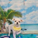 펫 살롱 파밀리에 이미지