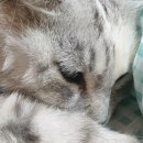 소담동물병원 이미지