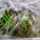 농라 카페 늘푸른농장경산 어린상추포기 가지 촌호박 풋고추 후기