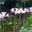 그리움을 말하다 이미지