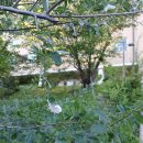 두줄제비나비붙이 애벌레 (8월 흰색 애벌레) 이미지