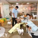 메리펫 애견유치원 이미지