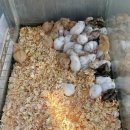 구제천사 | 동묘 구제시장 근처 가볼 만한 곳 | 청계천 애완동물 거리