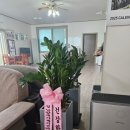 안석1리경로당 네이버블로그