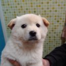 아산호로 이미지