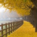 은행나무길 이미지