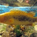 쏘가리네 이미지