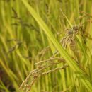 경천교회 이미지