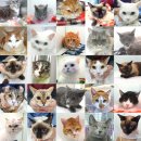 건국동물병원(출장진료전문) | 광교 고양이 치과동물병원, 16살 아이 마취 안전할까?<16년 차 치주질환 전문 수의사 치료 사례 작성>