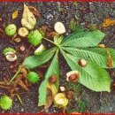 마로니에 이미지