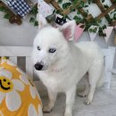 댕댕이 미장원 이미지