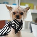 강아지는 미용빨 이미지