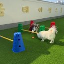 멍스데이 | [수원 율전동] 노견 시츄 뽀롱이의 올데이멍스쿨 데이케어체험후기 🐶(ft,뽀롱이의 하루)