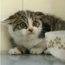 두꺼비 클럽 | 더챕터 쿠키 극쫄의 4인 탈출 후기