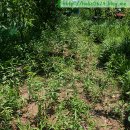 남송농장 이미지