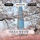 석촌호수 벚꽃 개화 상황 | 아직 만개 전, 이번 주 절정 예상 후기