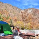정선군생태체험학습장캠핑장 | 강원도 정선가을여행 정선 펫캠핑장 &amp; 목재체험장 1박2일