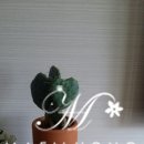천우다육