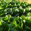 호범농장 이미지