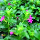 허브향기 이미지