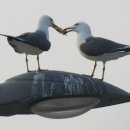 천태초등학교 이미지