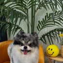 두루몽실 이미지