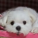 와플대학2지구캠퍼스