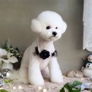 메씨엘리 이미지