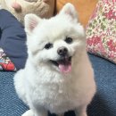 아르펫살롱 이미지