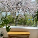 도구머리공원1-15 | [인천]중구 동인천 자유공원 벚꽃뷰 카페 위크앤드라운지 벚꽃 시기 마다 방문했던 솔직후기