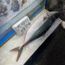 대양수산 | 구리수산시장 방어 광어 회포장 맛집 가격 내돈내산 후기 대양수산