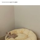 강아지 마약방석 사줬는데 궁궐이여~^^ 이미지