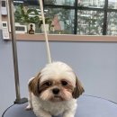 보떼드숑 이미지