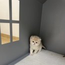 마마캐터리 이미지