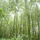 대숲여행 이미지