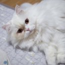 달진상회(살롱드캣) 이미지