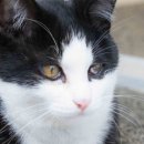 삼정메밀소바 이미지