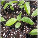 일랑일랑 이미지