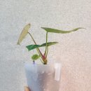 진화플랜트