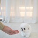 디디펫 수원강아지분양 이미지