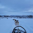 쉬었다가개 | 노르웨이 트롬쇠 개썰매 투어 내돈내산 솔직 후기 - Villmarkssenter
