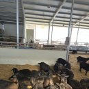 팔미농장 이미지