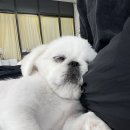 모여라댕댕이 이미지