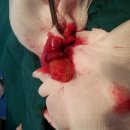 애경동물병원 이미지