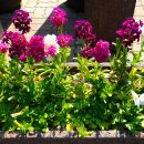 정발산역 이미지