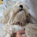 봉쥬르 밀크숑 이미지